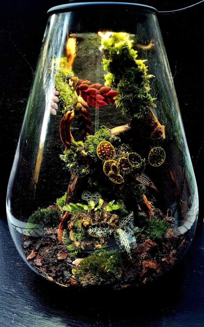 Aesthetic Deco SD200 personal Terrarium , Bio Centric Design is South Africa's Best Luxury Deco Art, Incoporated With Healing Plants and Crystal Technology, South Africa, Eco Luxury Design