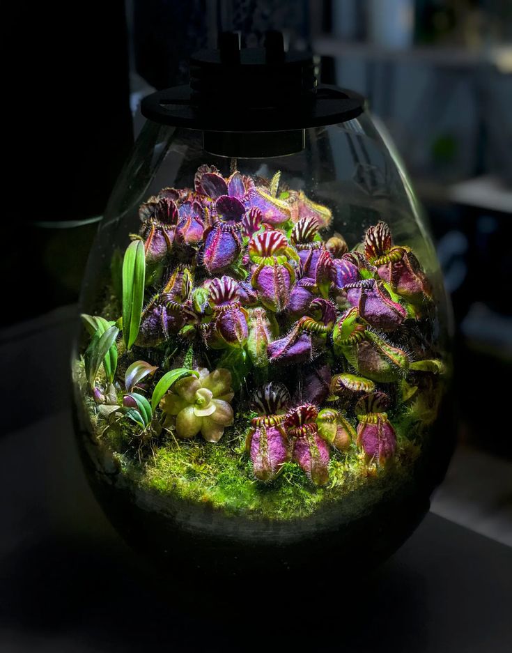 Aesthetic Deco SD200 Desk Terrarium , Bio Centric Design is South Africa's Best Luxury Deco Art, Incoporated With Healing Plants and Crystal Technology, South Africa, Eco Luxury Design.